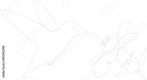 Hummingbird feeding on a flower outline vector illustration Monochrome line art for coloring or cutting machine stencil design