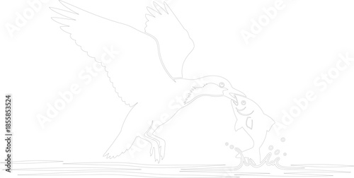 Outline illustration of a fishing bird catching a fish with splash vector Black and white line drawing animal hunt concept