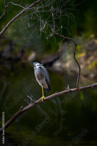 white heron watches over its wetland environment from a branch.