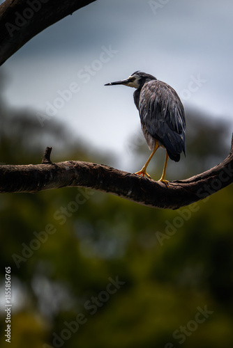 White heron observing a tranquil wetland habitat.