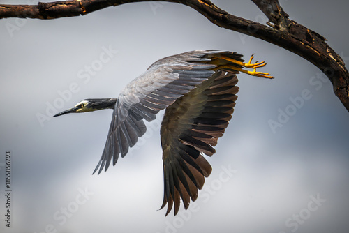 The heron takes flight gracefully into the air.