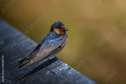 A welcome swallow perched on a wooden rail.