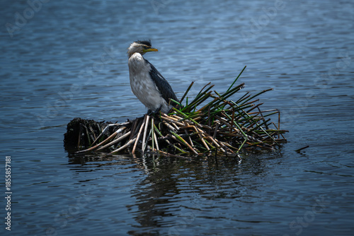 Little pied cormorant standing on a small island in a wetland.