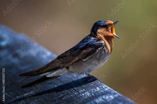 Welcome swallow calls with its beak wide open.