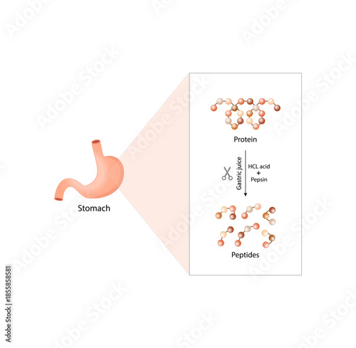 Protein Digestion in stomach. Gastric juice, pepsin and hydrochloric acid, digesting and breaking the protein into small peptides. Vector illustration.
