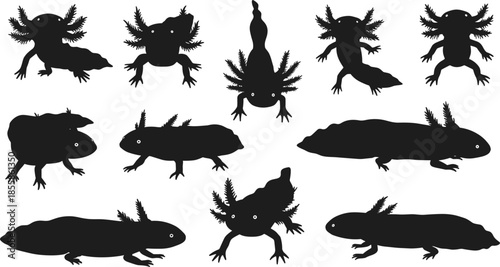 Assortment of Black Axolotl Silhouettes in Different Poses on White Background salamander amphibian