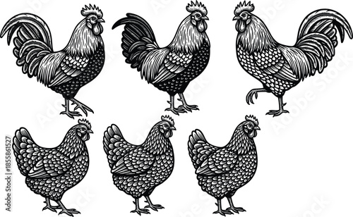 Black and White Engraved Style Roosters and Hens on White Background Keywords: rooster, hen, chicken, bird, fowl, poultry, farm