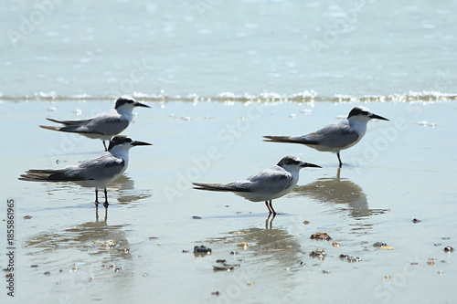 Black-winged Stilt (Himantopus himantopus) on the beach	