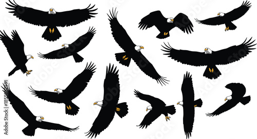 Dynamic Collection of Bald Eagle Silhouettes in Various Flight Poses bird raptor