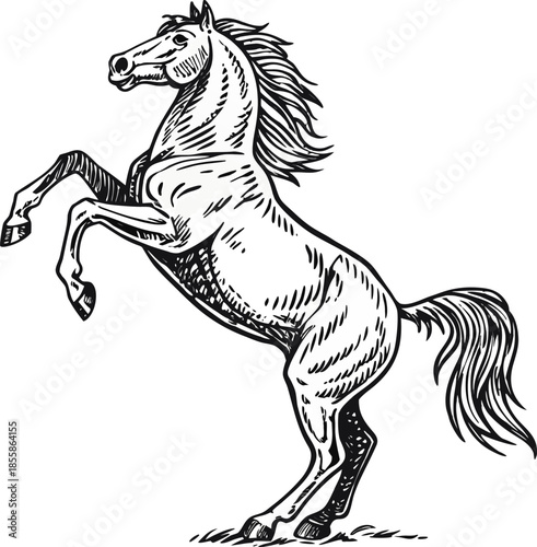 A detailed black and white illustration of a rearing horse, the main subject centered in the frame. The horse is depicted in a dynamic pose, with its forelegs lifted high and its hind legs planted, ex