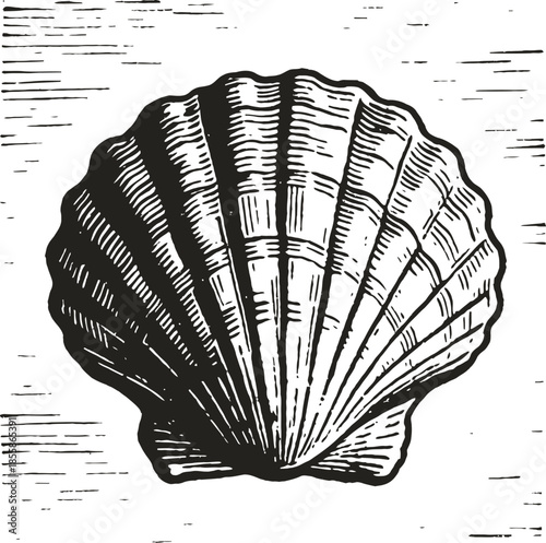Detailed Scallop Shell Illustration In Black And White With Textured Background