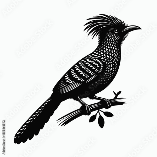 Black and white roadrunner bird perched on a branch vector