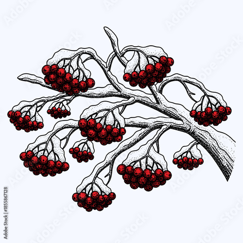 rowan berries branch covered in snow illustration in retro halftone style