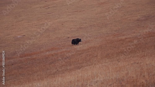 Yak Walking on Dry Mountain Slope Kyrgyz Highlands