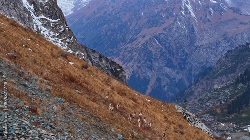 Ibex Herd Running Up Steep Mountain Slope
