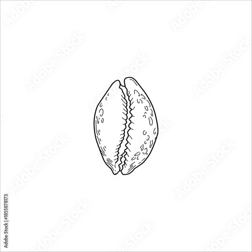 snail shell sketch drawing artwork handmade illustration