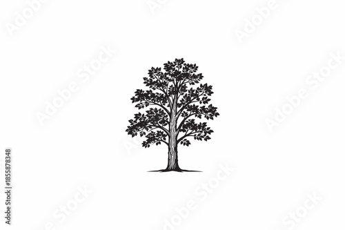 Shagbark Hickory tree vector silhouettes black image made by adobe illustrator.