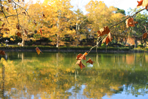 Close Up Of Autumn Leaves On Branch With Blurred Lake Background