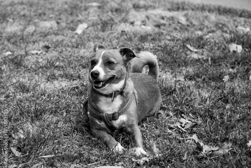 Retrato Perro pequeño feliz acostado en césped blanco y negro mirando al costado 