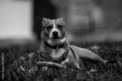 Retrato Perro pequeño acostado en césped blanco y negro mirando camara