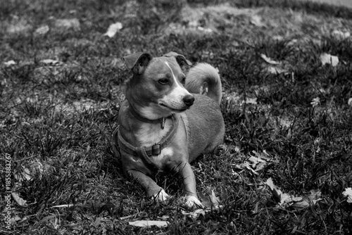 Retrato Perro pequeño acostado en césped mirando  blanco y negro mirando al costado