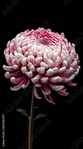 Pink flower with layered petals blooms against a dark background showcasing natural design and texture of the petals, making a strong visual impact in detail