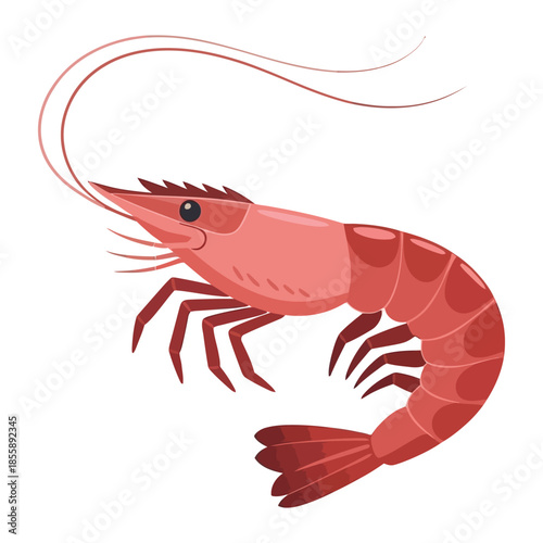 shrimp vector illustration