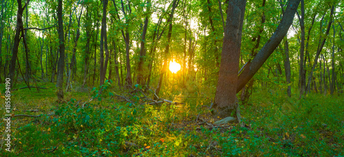 Fotografia wide quiet green forest glade at the sunset