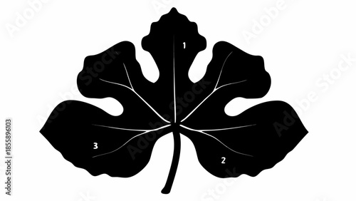 A detailed black silhouette of a fig-like leaf, showing prominent veins and three numbered sections, is displayed on a white background.
