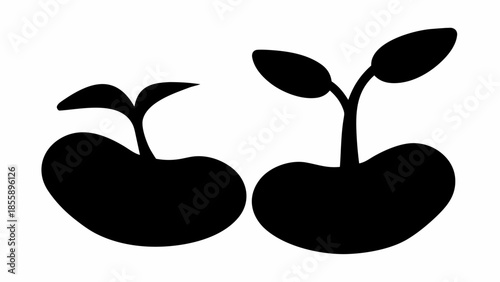 Two bean-like seeds in various stages of germination with sprouts, shown in a clean black silhouette.