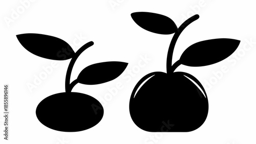 Two distinct seedlings, one sprouting from an oval seed and the other from a round one, in silhouette.