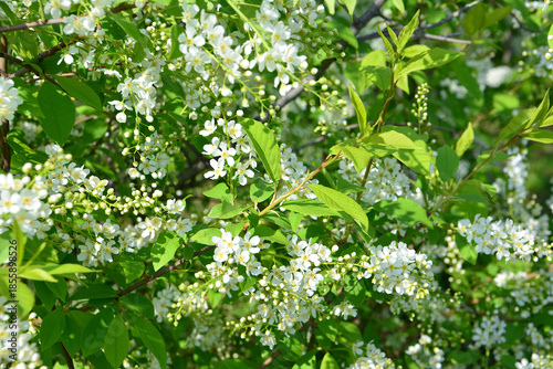 Abundant White Flowers of bird cherry in bloom and Green Leaves with sunlight