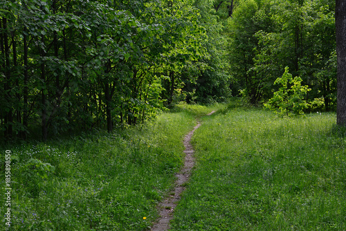 Winding Dirt Path Through a Lush Green Forest
