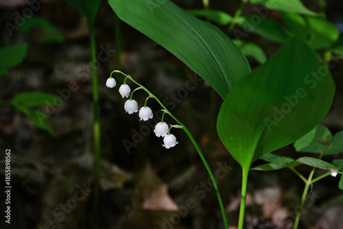Delicate White Bells of Lily of the Valley in sunlight with dark background