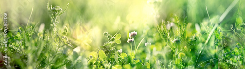 Flowering clover in meadow, white clover in spring grass lit by sunlight