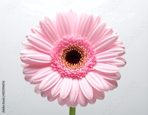 Close-up of a perfectly bloomed, soft pink flower with a contrasting dark center, standing gracefully against a plain background