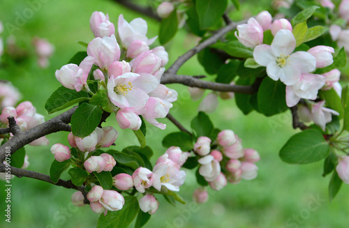 Delicate Pink and White Apple Blossoms on a Branch with green background