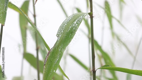 Fresh green foliage showcases macro droplets of crystal clear dew and rain on a wet leaf in a spring garden environment