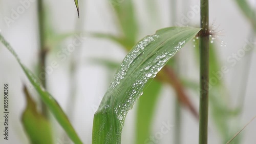 Fresh green foliage showcases macro droplets of crystal clear dew and rain on a wet leaf in a spring garden environment