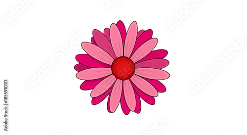 Pink Daisy Flower with Red Center on White Background.