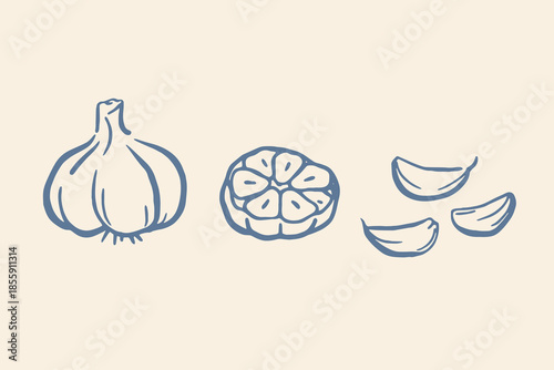 Garlic bulb cloves doodle line art vector illustration