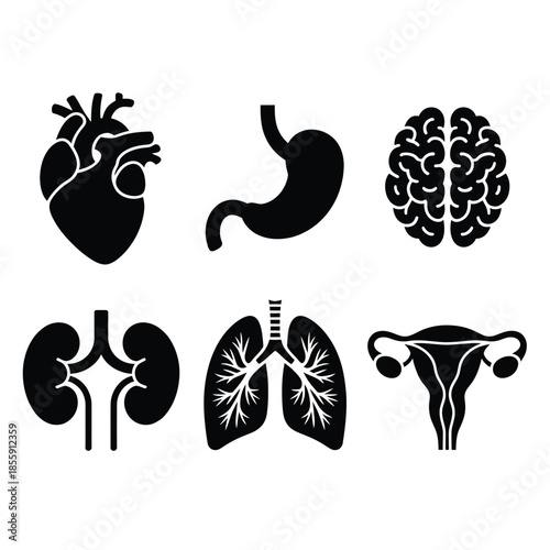 Illustrative depiction of major human organs heart brain stomach kidneys lungs and uterus