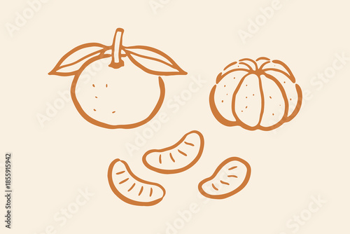 Mandarin orange whole and segments doodle line art vector illustration
