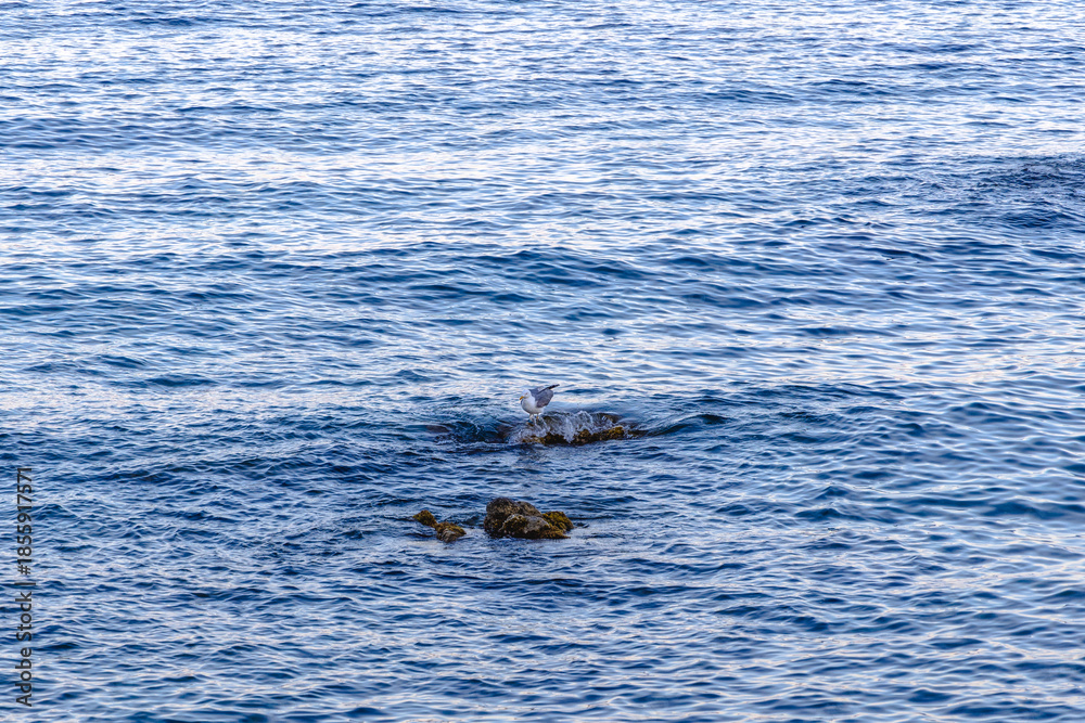 Obraz premium Seagull standing on a small rock surrounded by rippling blue ocean water.
