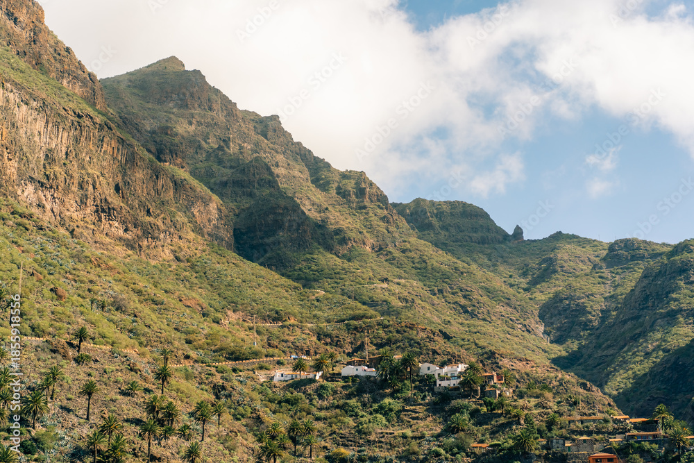 Fototapeta premium Goat near to pictoresque Masca village and Masca valley during beautiful. Tenerife village