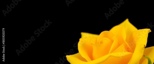 Single yellow rose, black background, close-up detail,  picture,  romantic