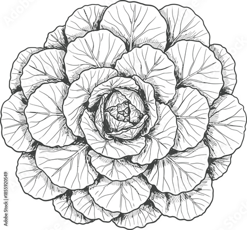 Black and white hand drawn vector illustration of a lush ornamental cabbage head in vintage sketch style