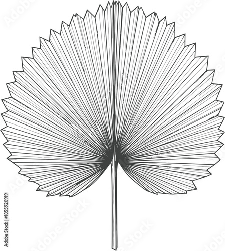 Vintage Engraved Fan Palm Leaf Vector Illustration Hand Drawn Tropical Botany Sketch Monochrome Isolated Design Element