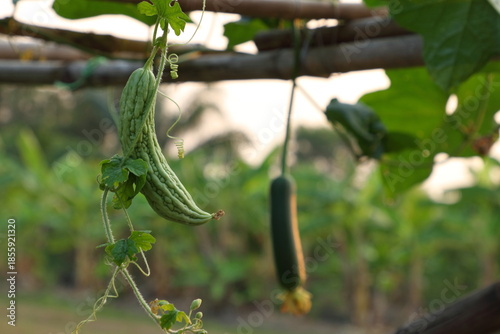 Bitter Melon is annual species of vine cultivated for its fruit. Thai rural farm.
