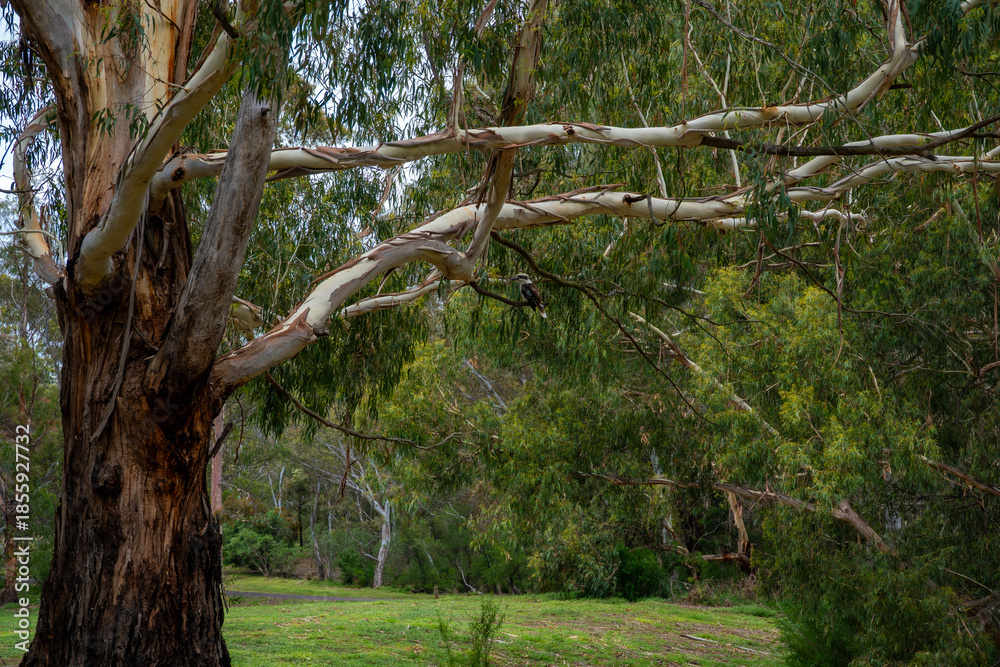 Obraz premium A kookaburra sitting on the branches of a eucalyptus tree. Australia, Victoria